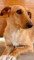 MUSHU Imagen 1